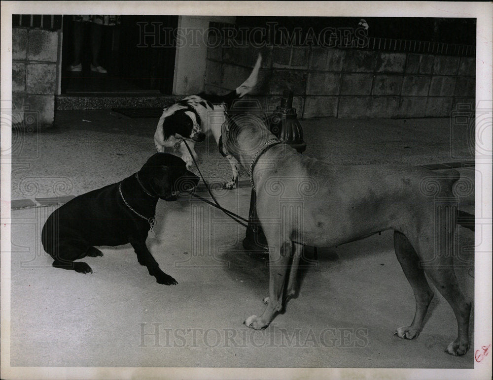 1963 Press Photo Dogs Celebrate May Day Mutt Derby - Historic Images