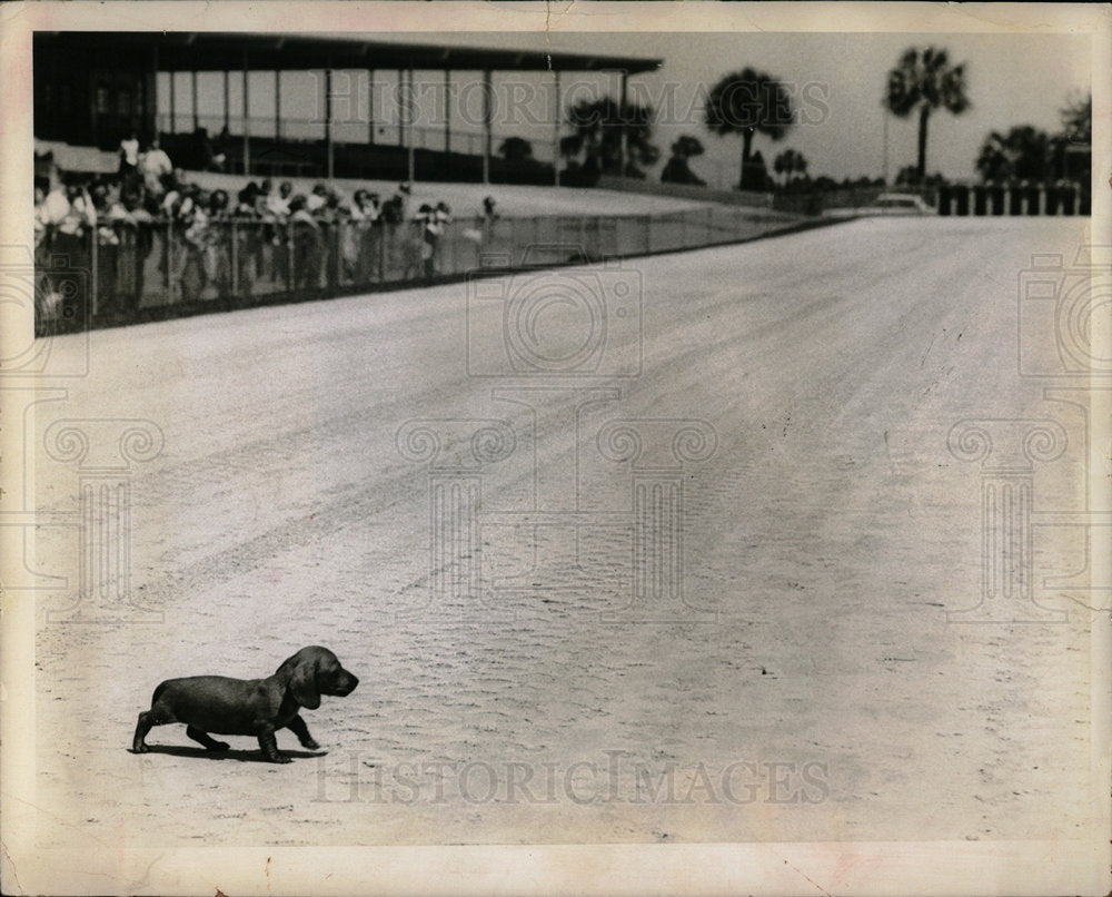 1967 Press Photo Puppy Runs Along Track At Mutt Derby - Historic Images