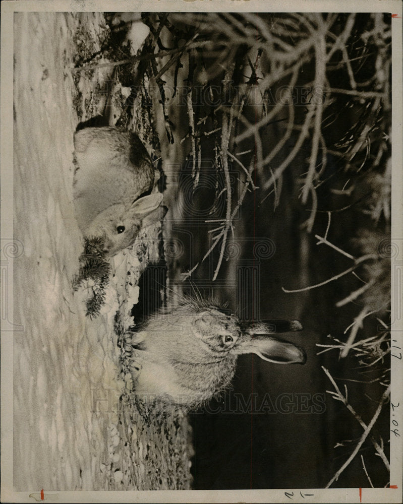 1971 Press Photo Rabbits at  Rocky mountain Arsenal HQ. - Historic Images