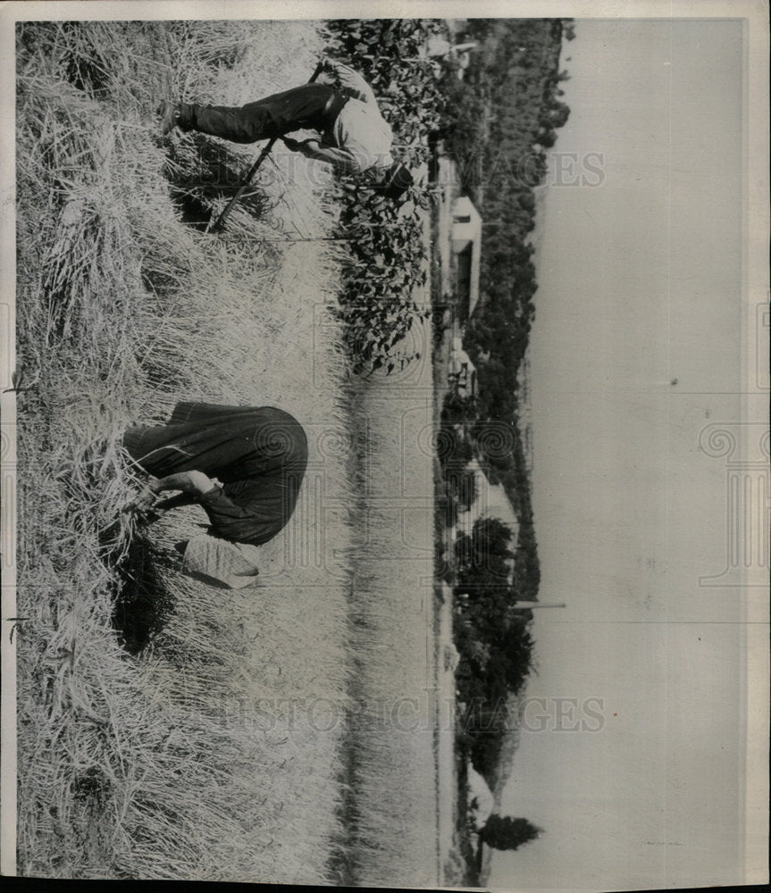 1947 Press Photo French Harvest bundles women crop - Historic Images