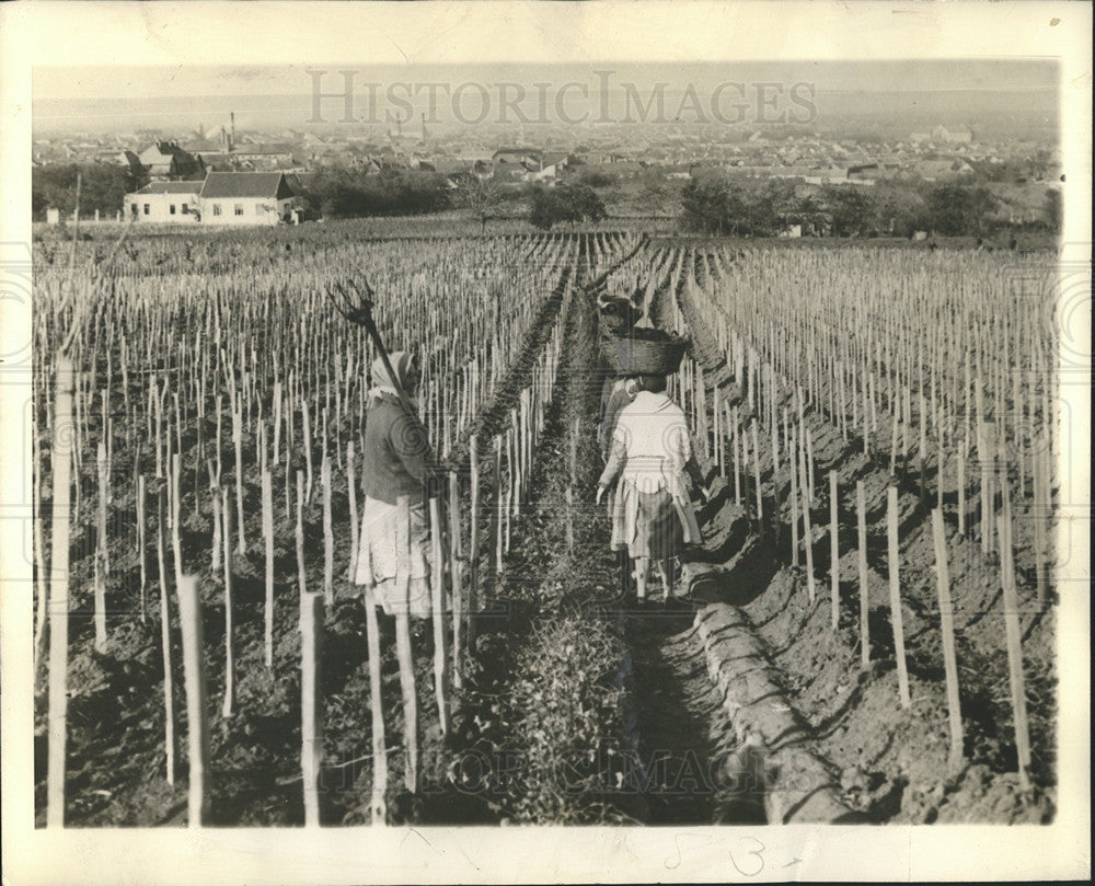 1938 Press Photo Yugoslavia- Rich in Vineyards & Corns. - Historic Images
