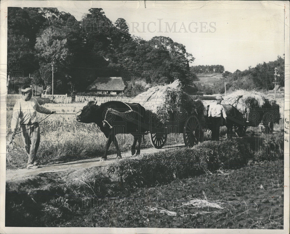 1949 Press Photo Paddy field drying racks floor food - Historic Images