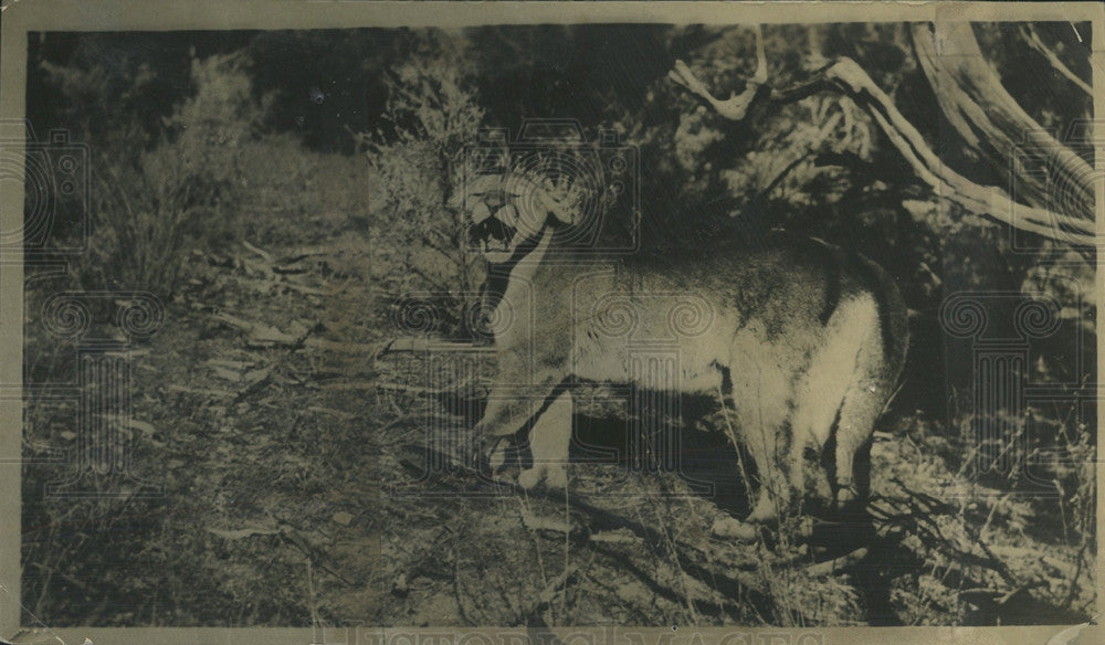 1928 Press Photo Mountain Lion Colorado New Mexico - Historic Images