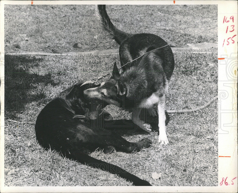 1973 Press Photo Dog Black Panther - Historic Images