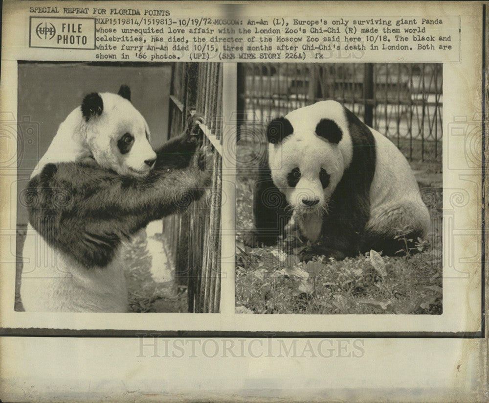 1972 Press Photo Europe London zoo&#39;s Chi-chi panda love - Historic Images