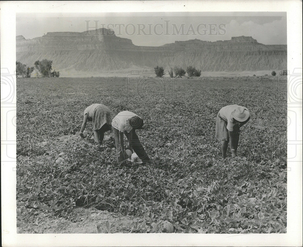 1948 Press Photo Migrant Labor US Two person farming - Historic Images