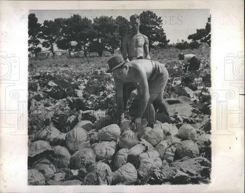 1945 Press Photo Cabbages Harvest New Zealand - Historic Images