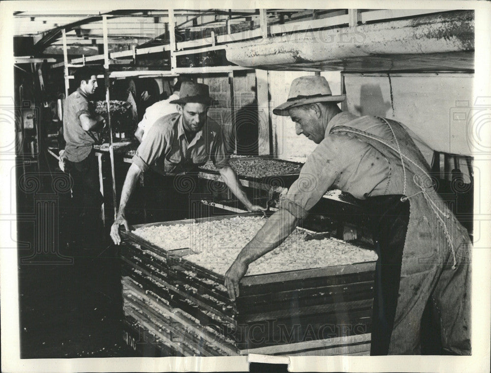 1942 Press Photo Dehydration Potato Peel Company Plant - Historic Images