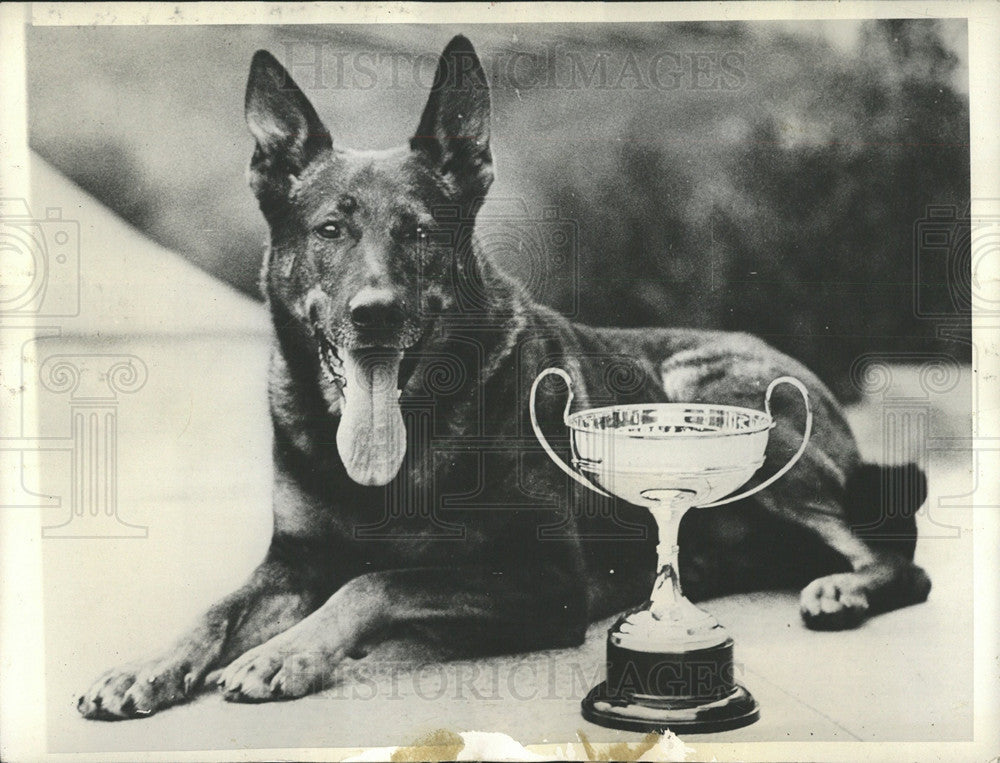 1931 Press Photo Prince Wales Dog Beside Won Seale Cup - Historic Images