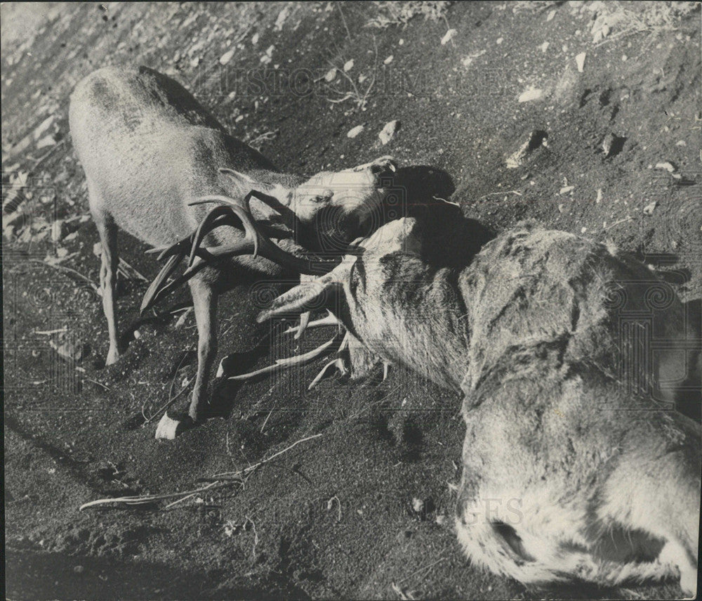 press photo  DEER RUMINANT MAMMALS - Historic Images