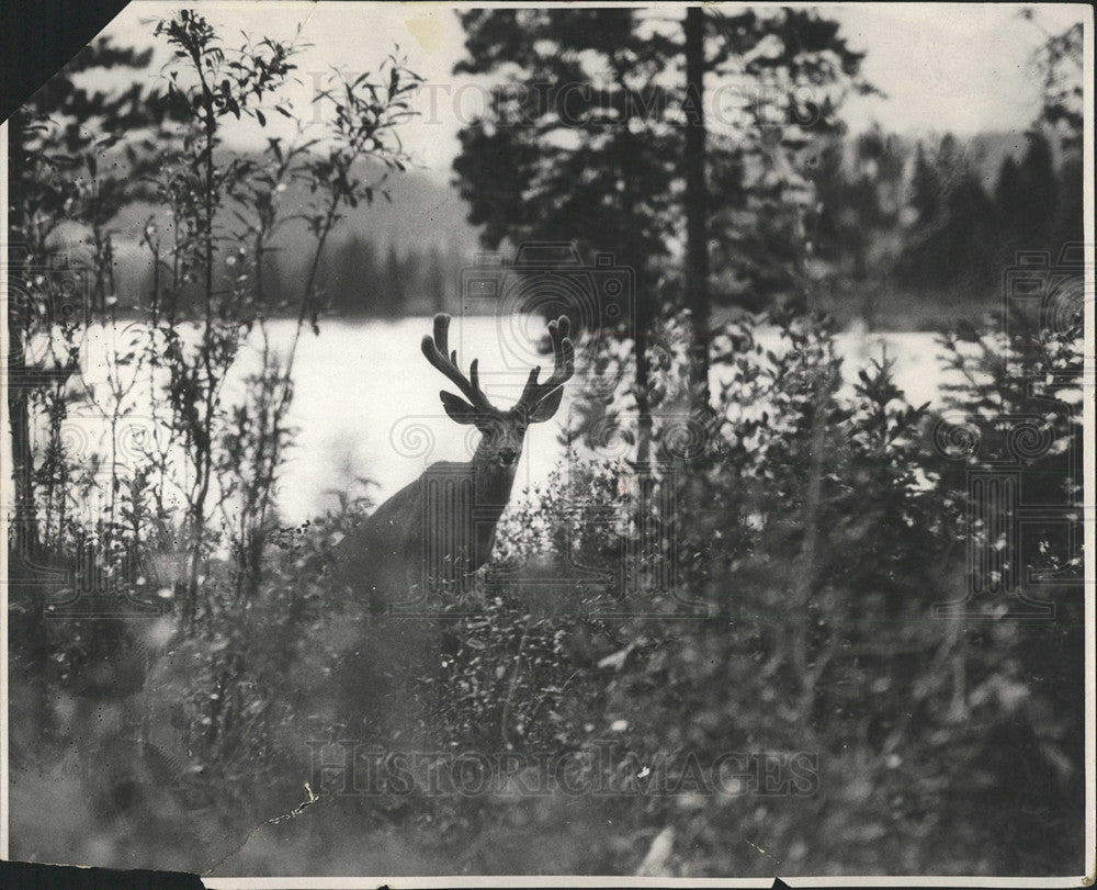 1934 Press Photo Deer Jasper National Park Canada - Historic Images