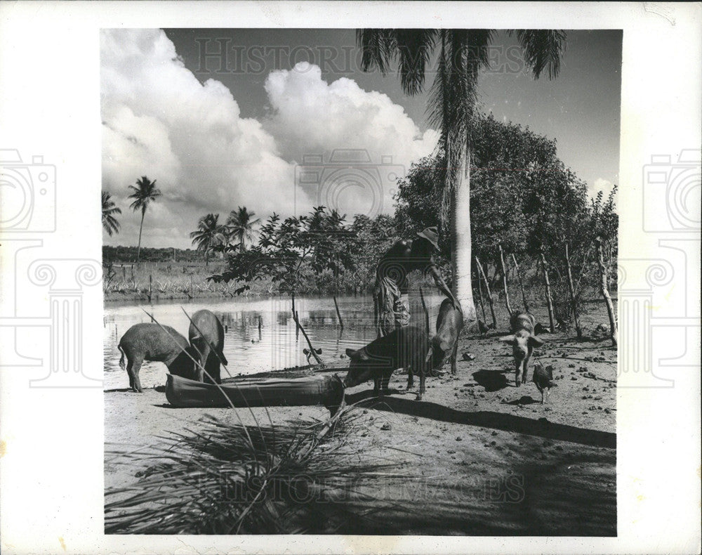 1941 Press Photo Dominican Republic Farmer With Pigs - Historic Images