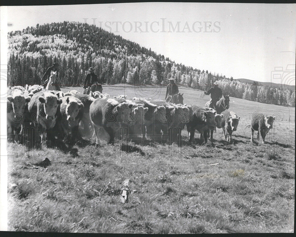 1961 Press Photo Apache Beef Cattle Head to Market AZ - Historic Images