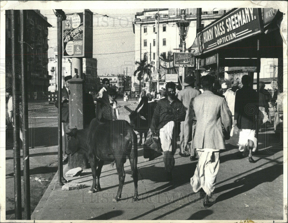 1942 Press Photo Bull roams unmolested in Calcutta - Historic Images
