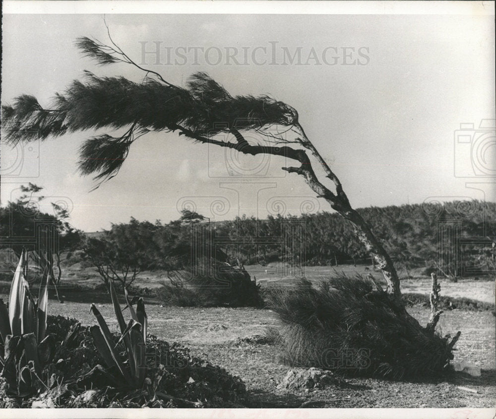 1972 Press Photo Island Of Barbados Vegetation - Historic Images