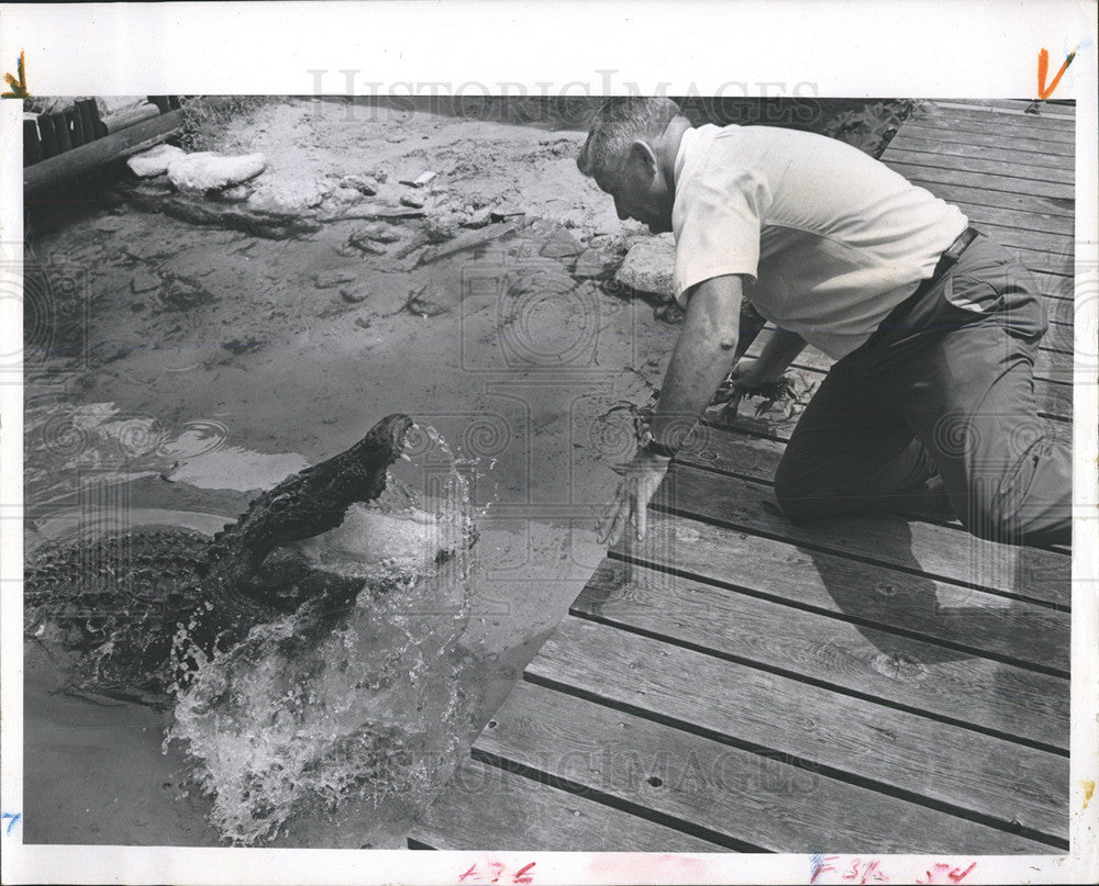 1968 Press Photo Reptile Farm Handler Bait Alligator - Historic Images