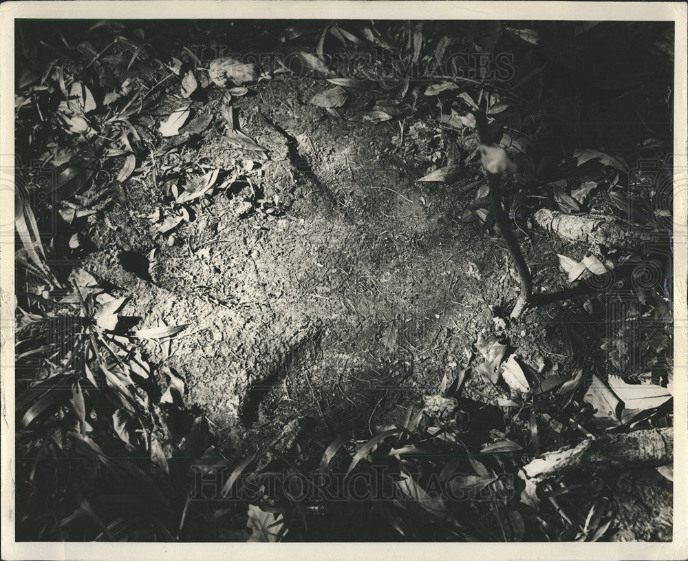 Press Photo Foot Paw Print Ground Leaves Nature - Historic Images