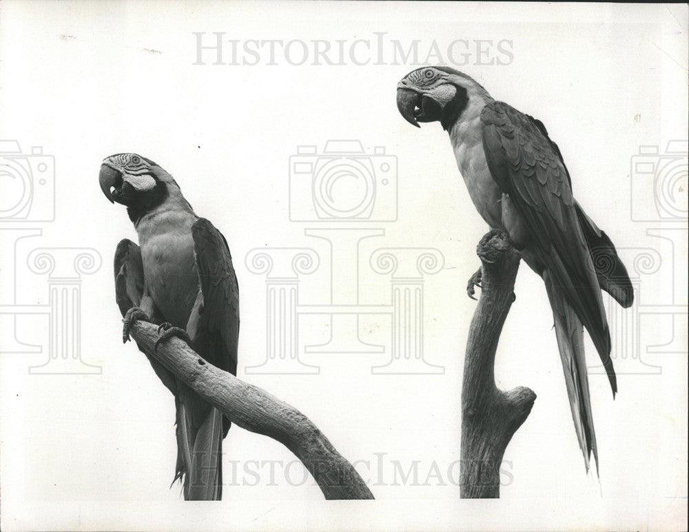 McCaw Birds at the Caribbean Gardens - Historic Images