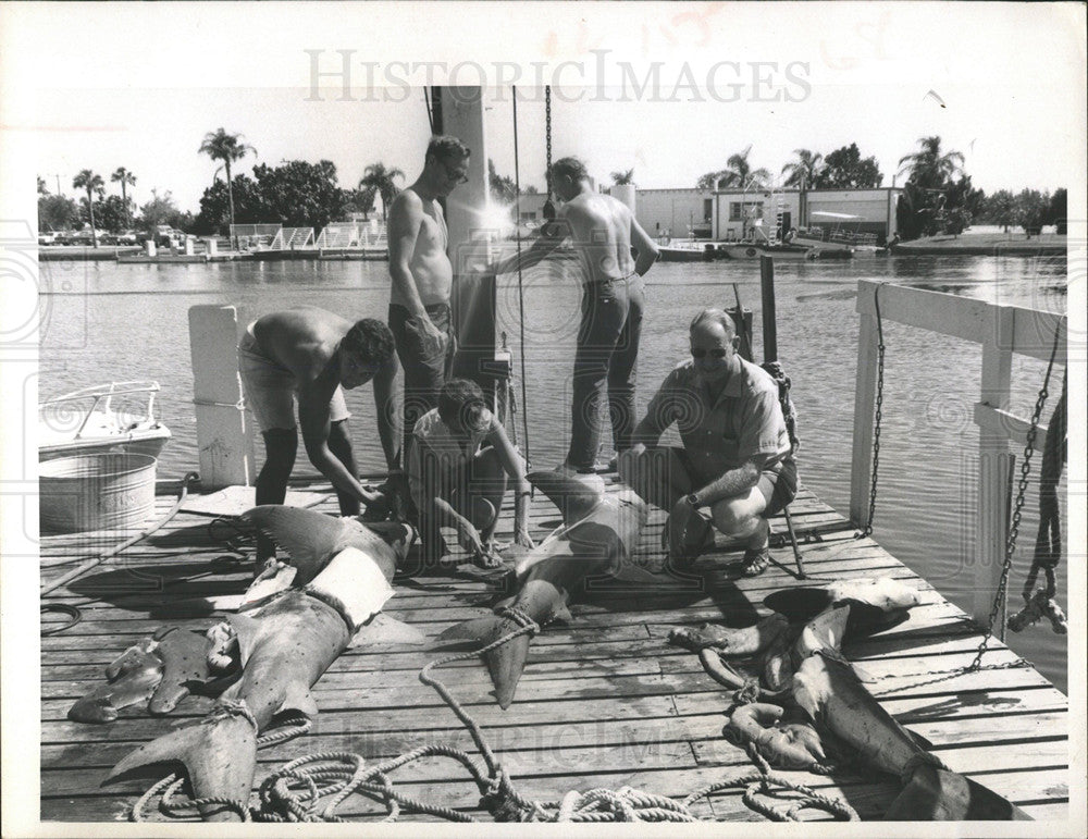 1968 Press Photo Scientists Do Research On Sharks - Historic Images