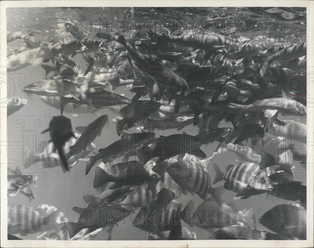 1965 Press Photo Fish Mingle at Homosassa Springs - Historic Images