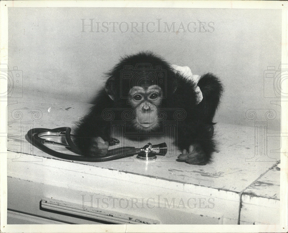 1962 Press Photo Research Primates In Gainesville - Historic Images