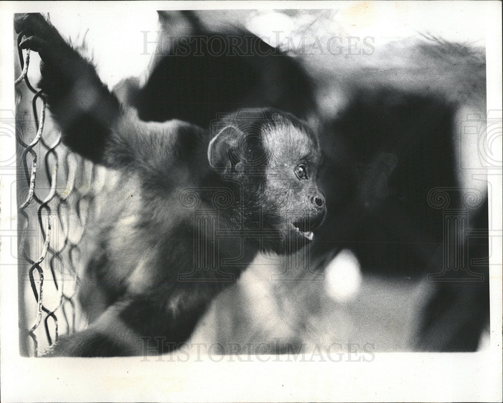 1974 Press Photo Carol Minor Pet Monkeys Taken By SPCA - Historic Images