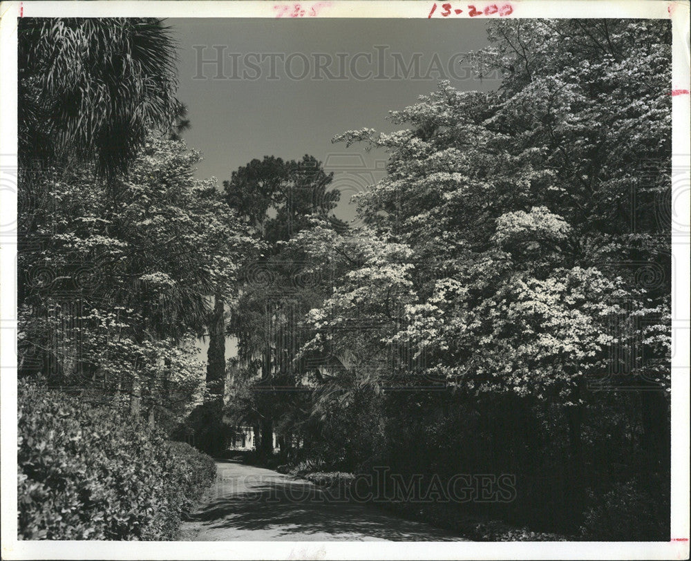 1967 Press Photo McClay Gardens State Park Trees - Historic Images