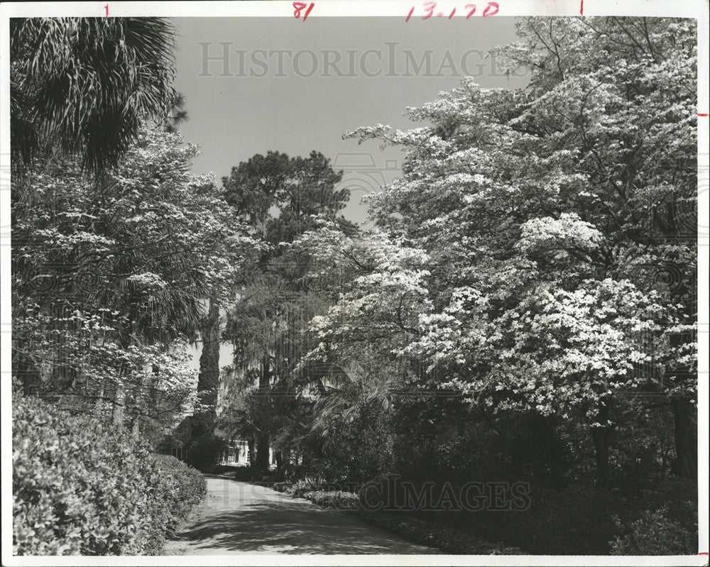 1969 Press Photo Dogwood Azalea Tree Alfred Maclay Park - Historic Images