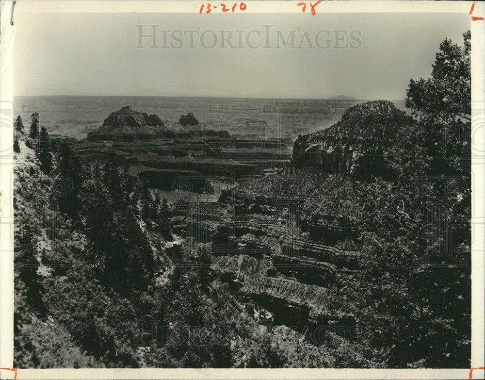 1944 Press Photo Grand Canyon National Park Trees - Historic Images