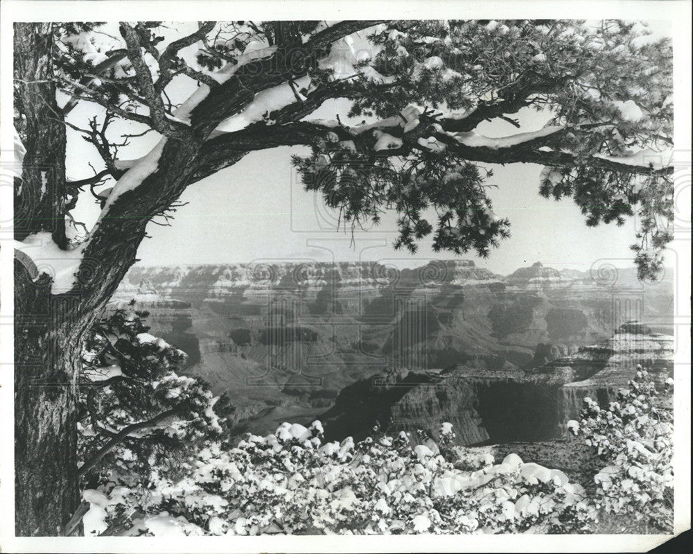 Press Photo Beautiful Tree Surrounded by Mountains - Historic Images