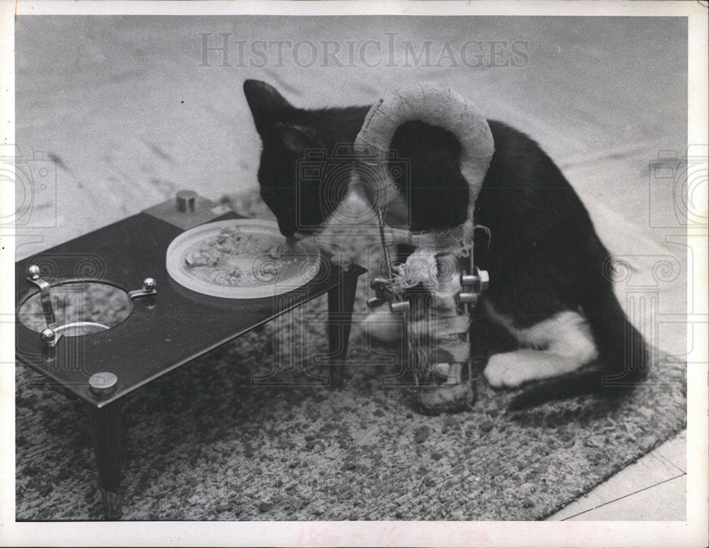 1971 Press Photo Cat Wearing Special Leg Brace - Historic Images