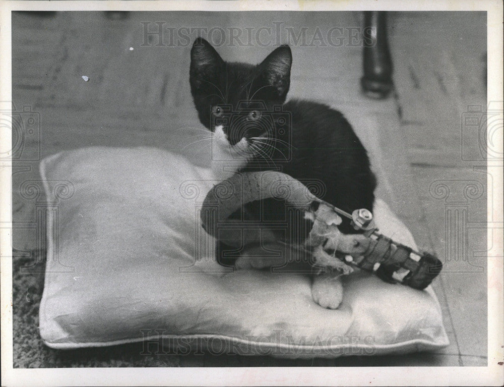 1971 Press Photo Stain Pillow Broken Bones Cat relaxing - Historic Images