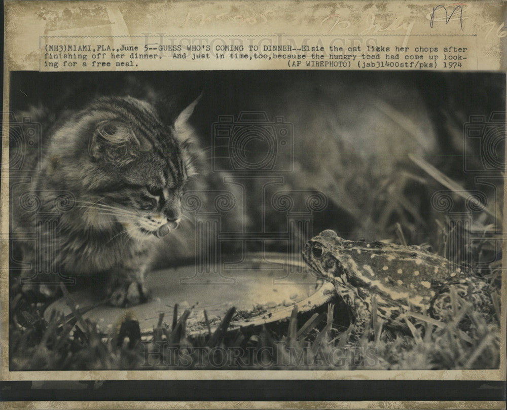 1974 Press Photo Cat Toad - Historic Images