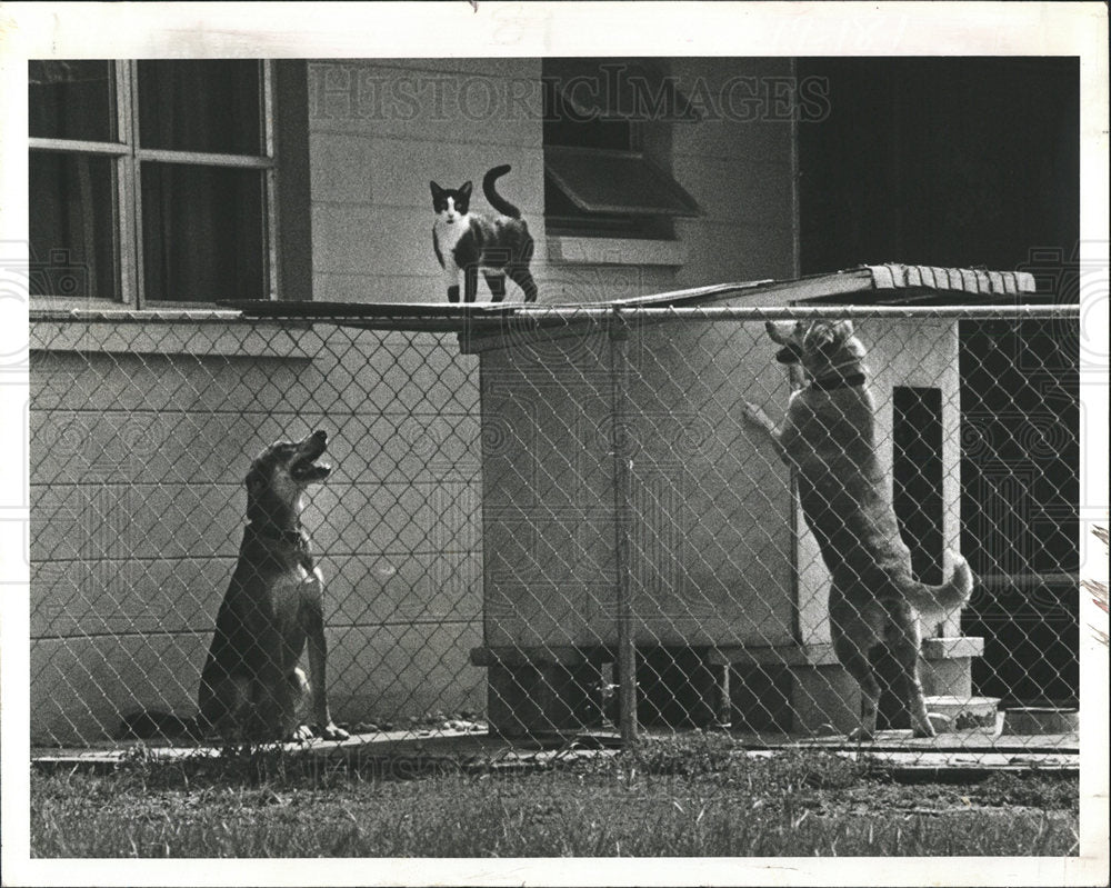 1982 Press Photo Dogs/Cat/Animals - Historic Images