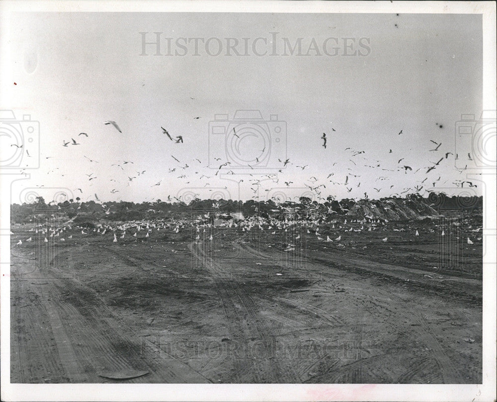 1966 Press Photo Sanitary Bird Complaining Resident say - Historic Images