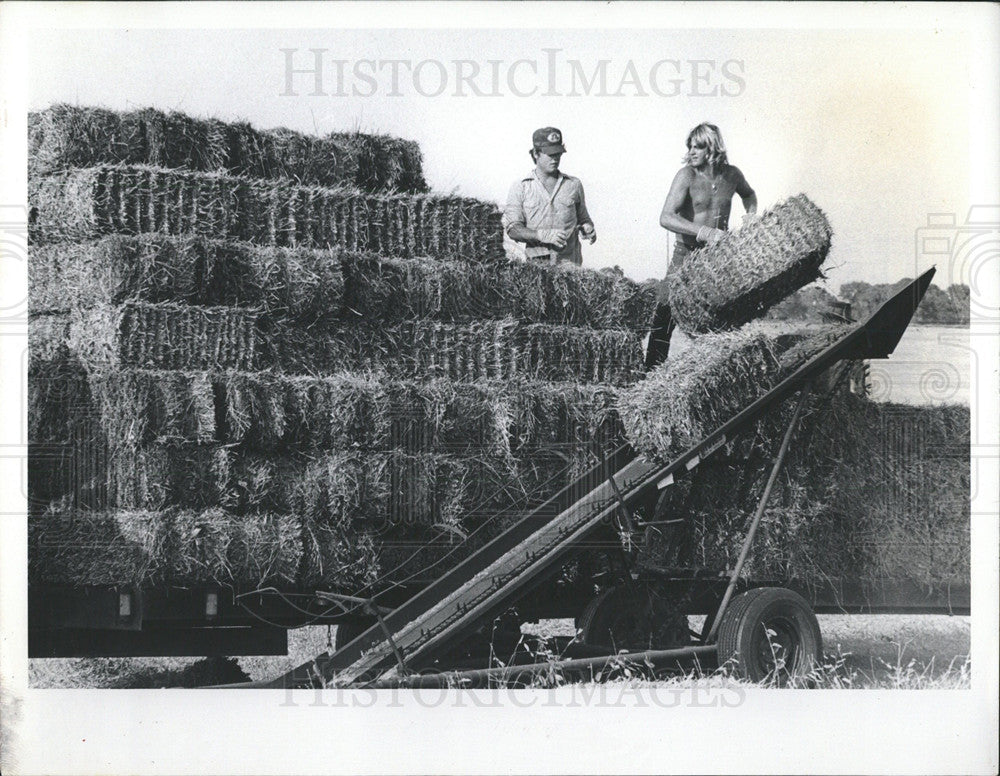 1979 Press Photo Cutting clover machinery team men - Historic Images