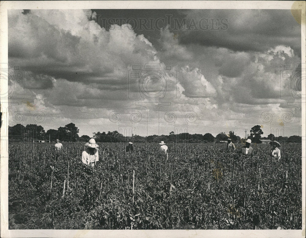 1954 Press Photo Palmetto tomato crop Fabulous annually - Historic Images