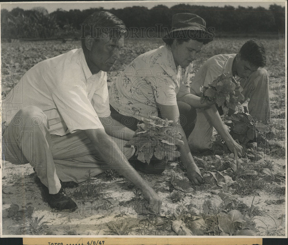 Press Photo Tobacco Crop/Florida/Georgia - Historic Images