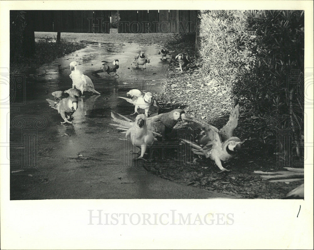 1982 Press Photo Macaws - Historic Images