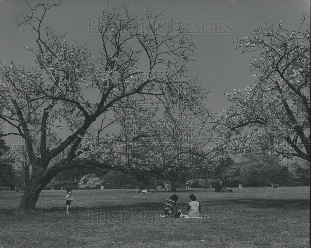 Press Photo Cherry Blossoms/Shinjuku-Gyoen/Japan - Historic Images