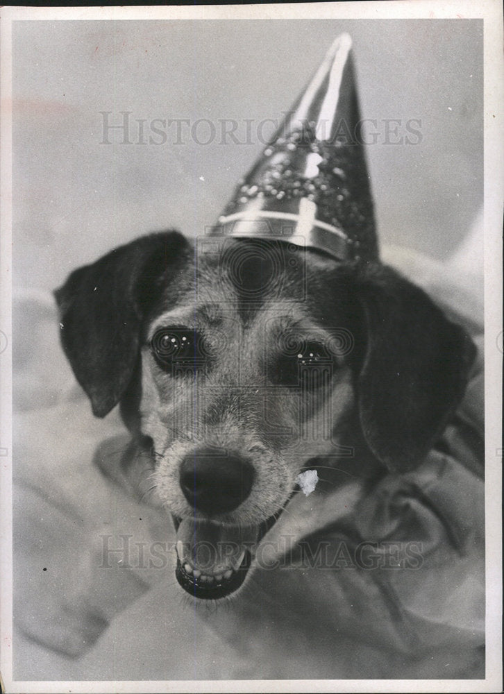 1970 Press Photo Terrier Dog Youth Center Fossil Park - Historic Images