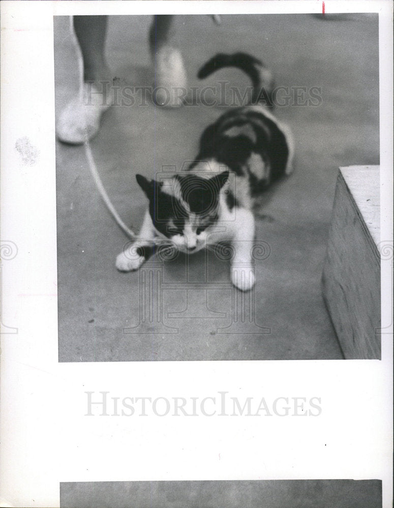 1969 Press Photo Youngster pet kitten animal going cat - Historic Images