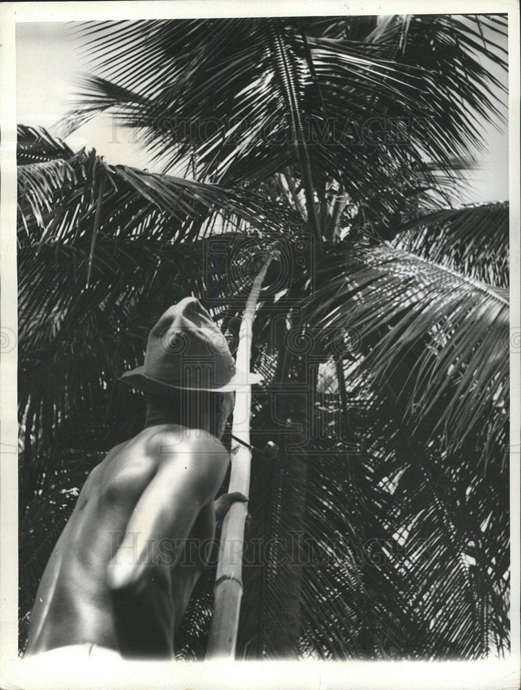 1941 Press Photo Coconut Domincan Republic Farming - Historic Images