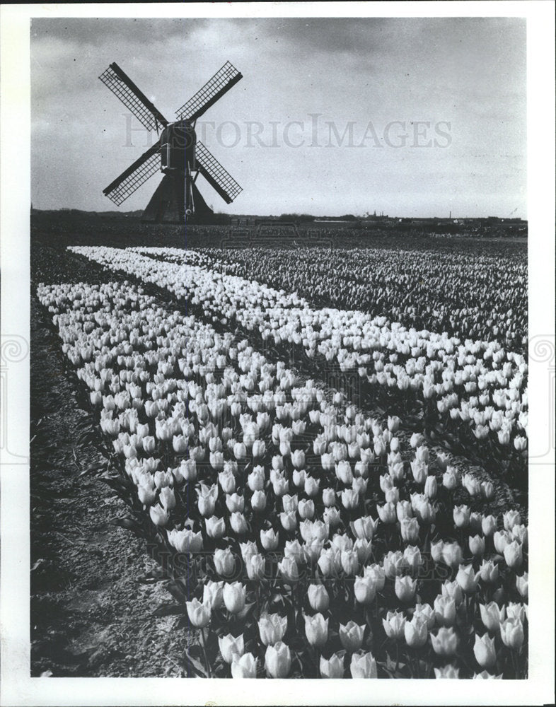 1978 Press Photo Windmill in a field of flowers - Historic Images