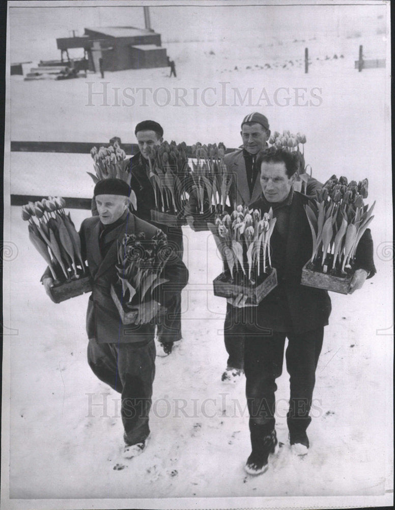 1963 Press Photo Flowers Tulips Bovenkarspel Holland - Historic Images