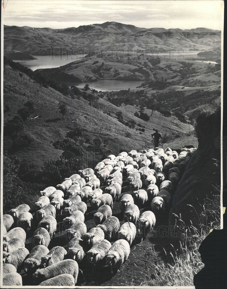 1978 Press Photo Sheep Husbandry Romney Ajkaroa Banks - Historic Images