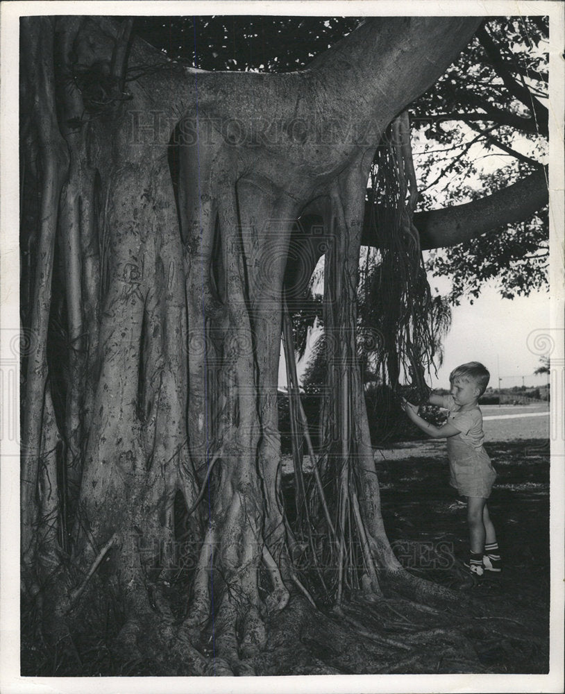 1948 Press Photo Marvin Graves gnarled banyan tree - Historic Images