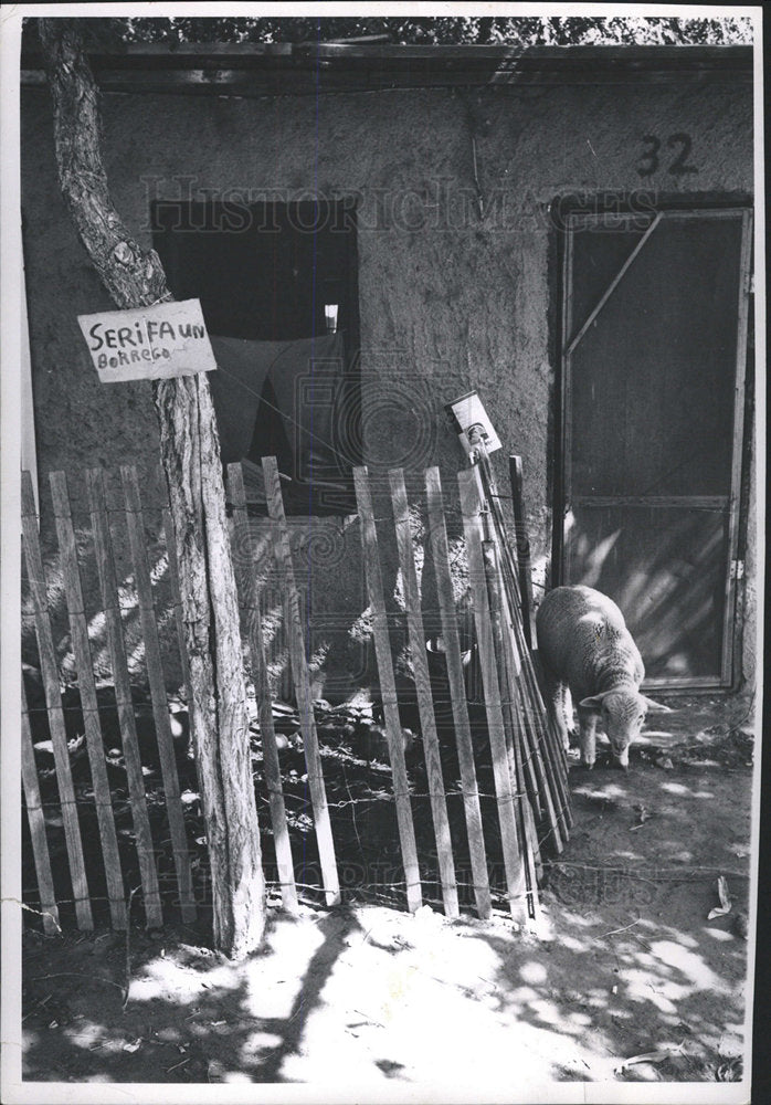 1961 Press Photo Animals Pigs Manzanola Worker Camp - Historic Images