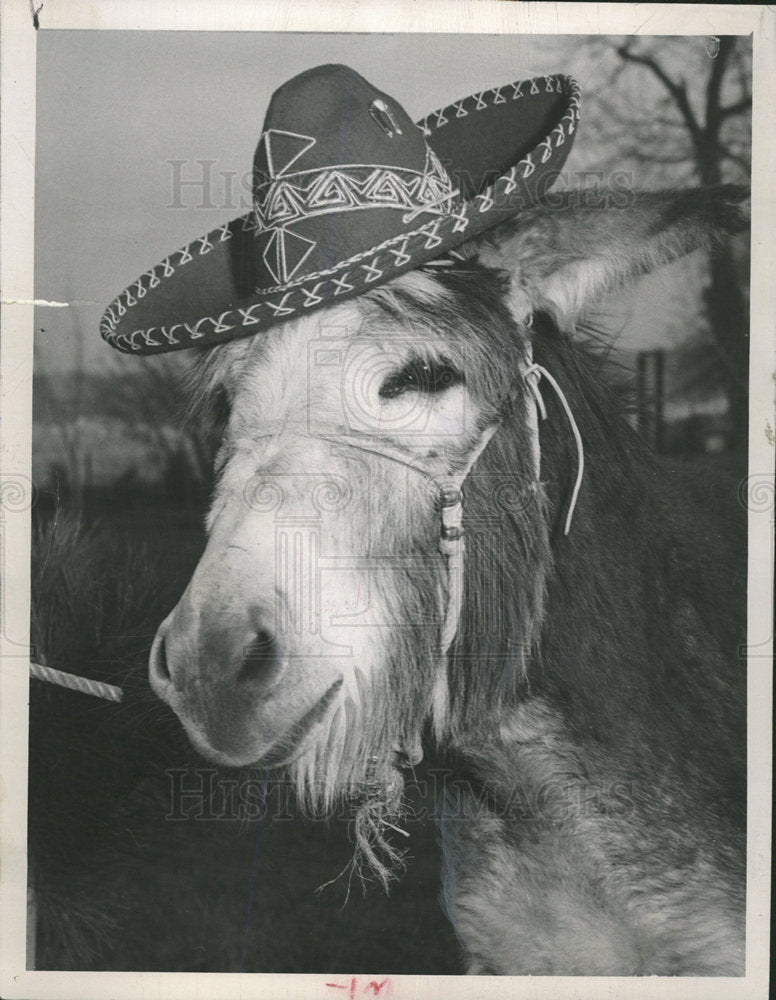 1953 Press Photo Pedro El Burrohigh country cousin Big - Historic Images