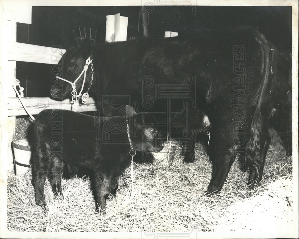 1960 Press Photo black Angus calf Reserve Champion - Historic Images